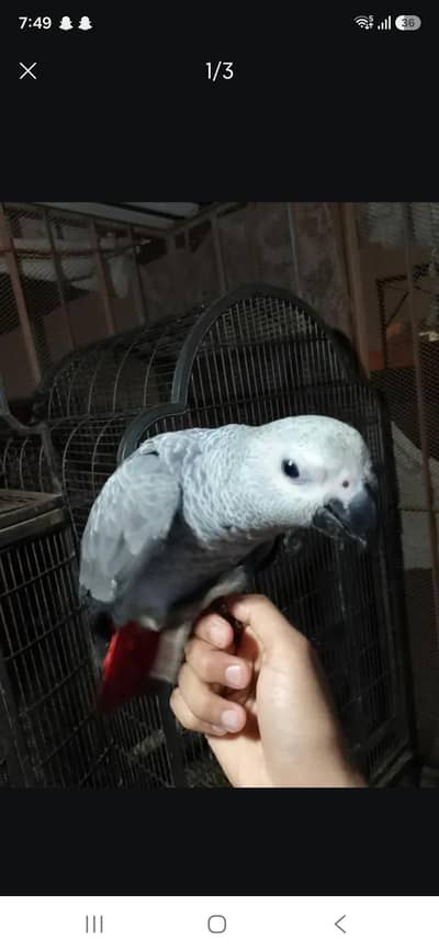 Gray parrot 8 months 03156376925