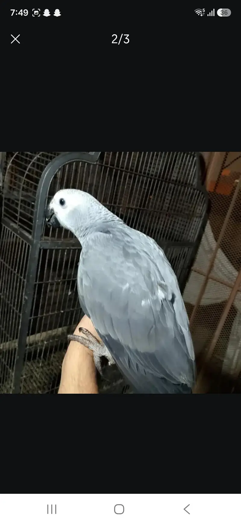 Gray parrot 8 months 03156376925 — photo 2