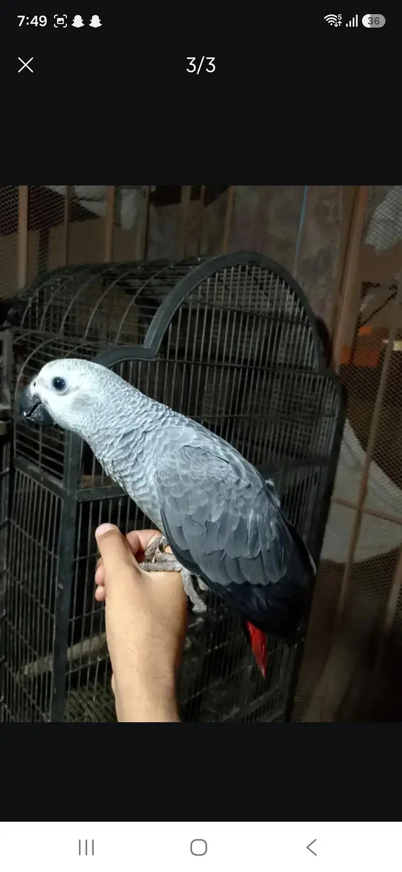 Gray parrot 8 months 03156376925 — photo 3