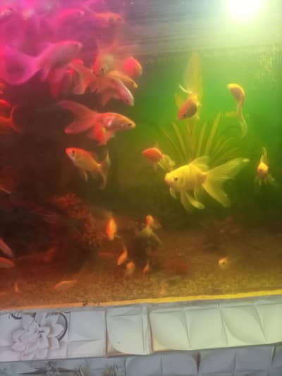 goldfishes