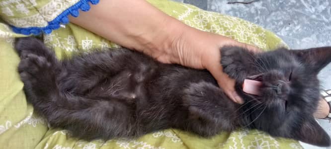 Playful kittens up for adoption