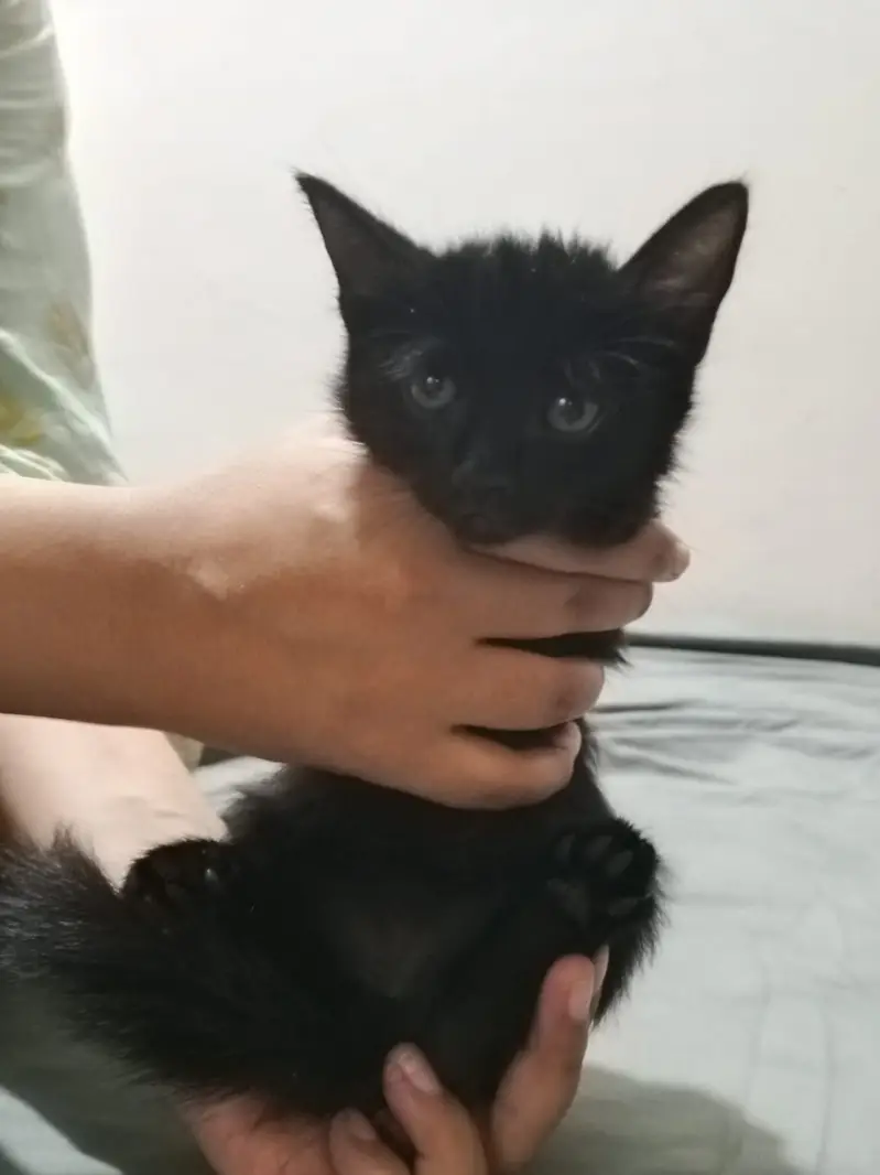 Playful kittens up for adoption — photo 2