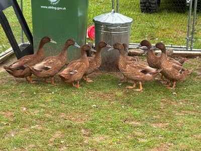 khaki cambel duck available