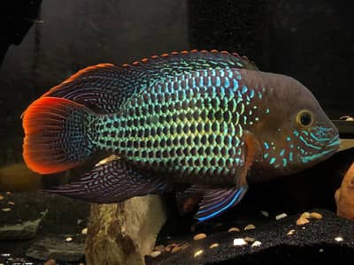 Freshwater Fishes (Free Home Delivery) | 30+ types are available