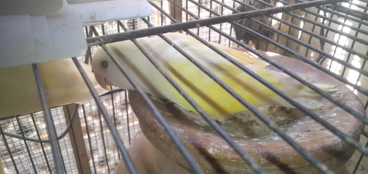Rosicoli Love Birds — photo 2