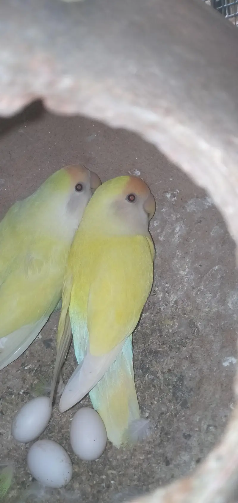 Rosicoli Love Birds — photo 3