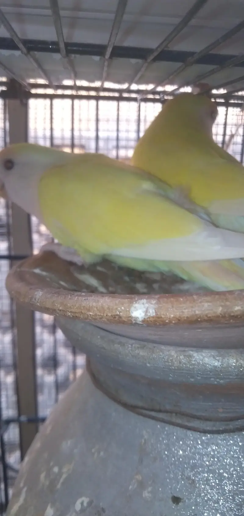 Rosicoli Love Birds — photo 4