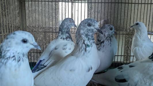 Male and female Sialkot kabutar