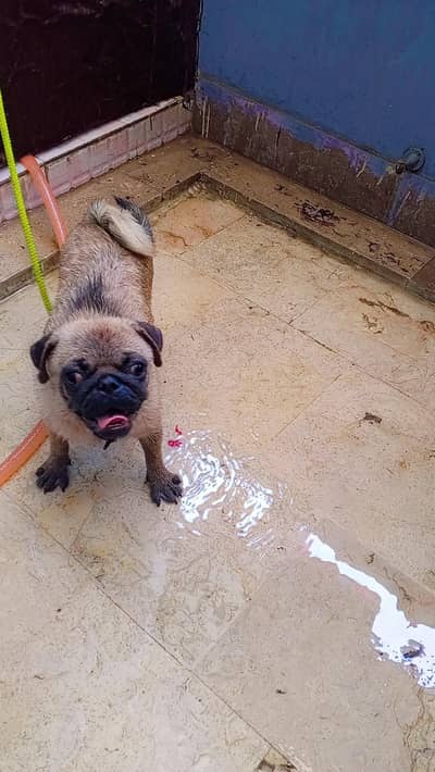 female pug for sale