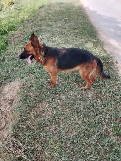 German shepherd female