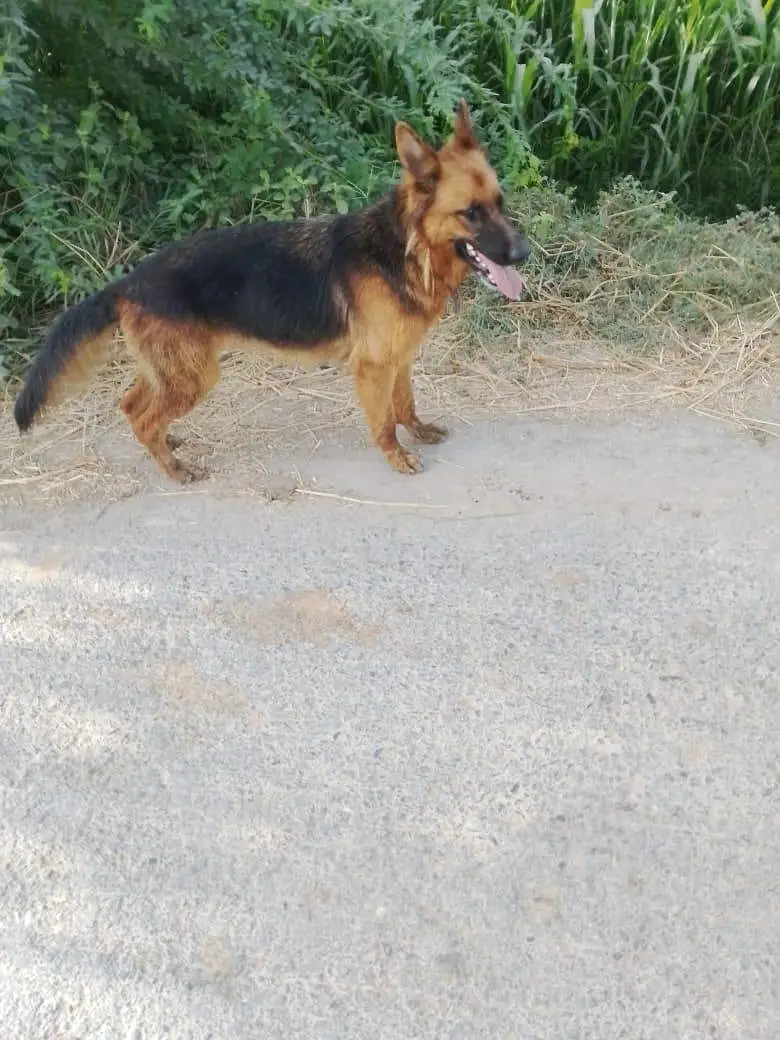 German shepherd female — photo 2