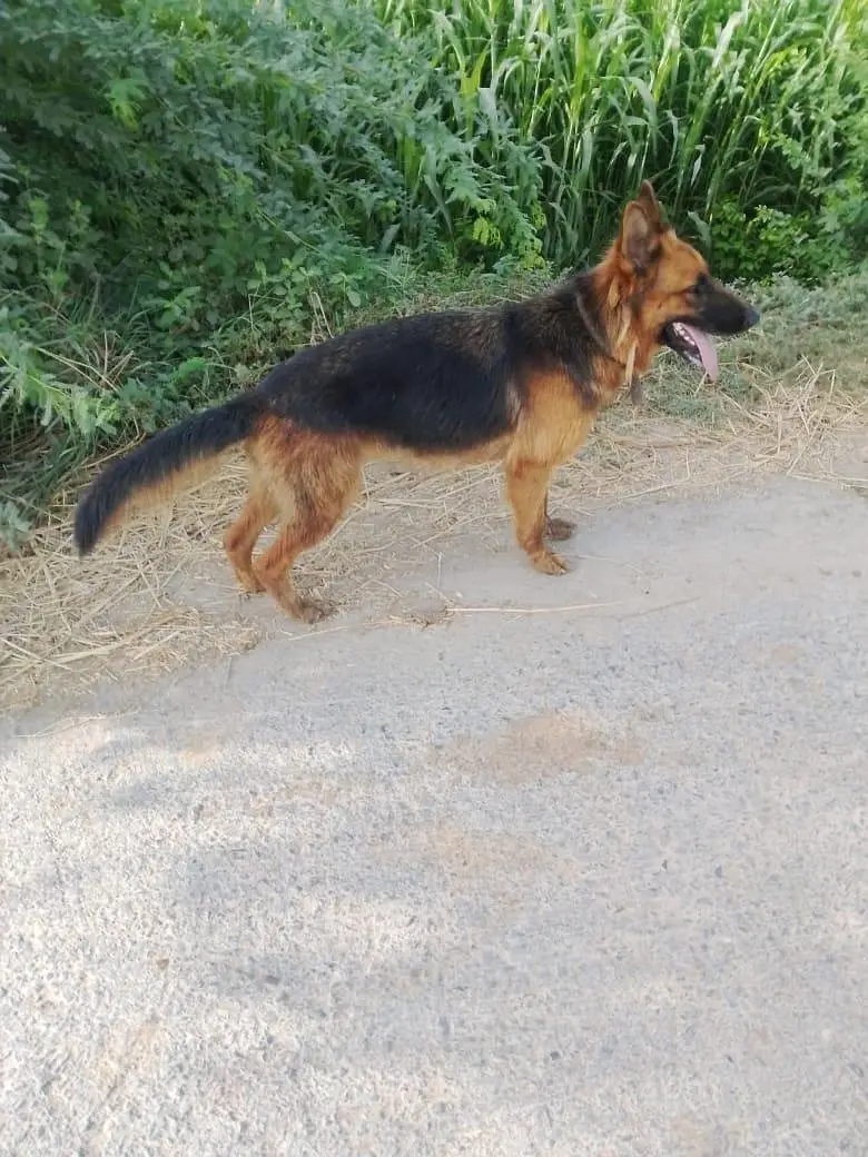 German shepherd female — photo 3