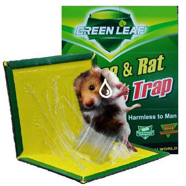 T  Pack of 1 Sticky Board Mouse Trap Glue Board Reusable Mouse Trap very easy to catch mouse now | Mouse Trap Mat | Mouse Glue Trap | Sticky Board Mice Glue Trap | Mouse Rat Glue Trap | Rat Trap | Mouse catcher