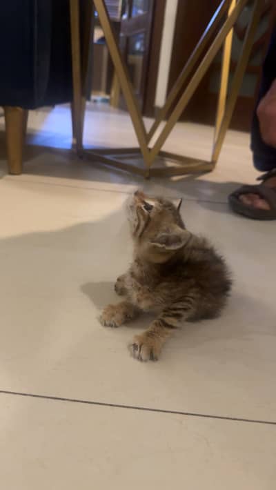 Kitten for sale