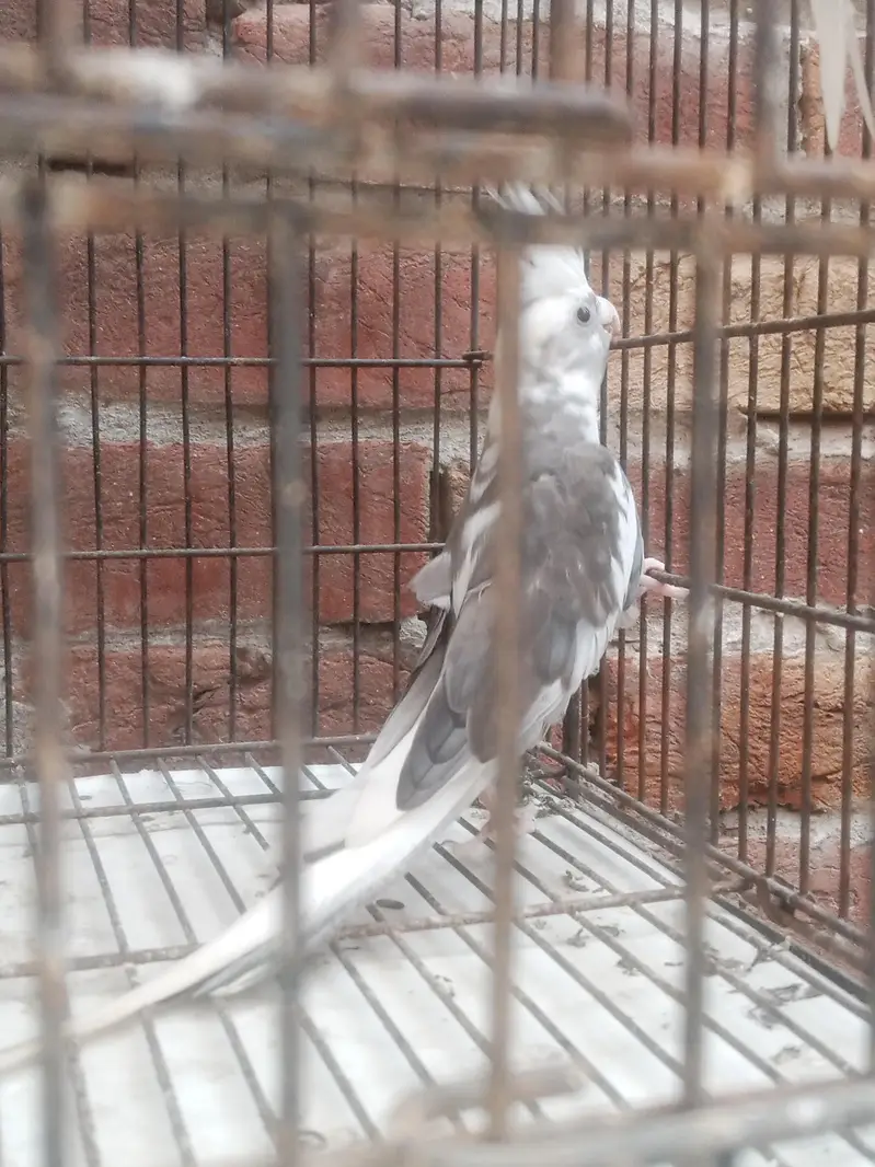 V Paid Cockatiel Healthy active pair Available — photo 3