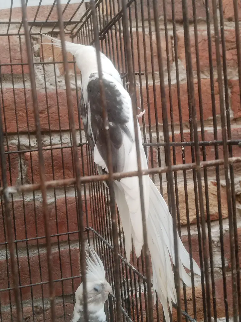 V Paid Cockatiel Healthy active pair Available — photo 4