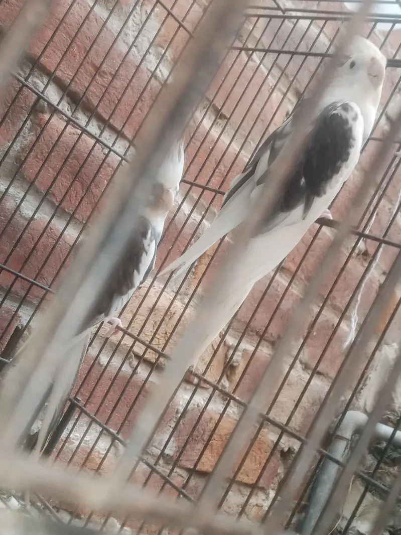 V Paid Cockatiel Healthy active pair Available — photo 5