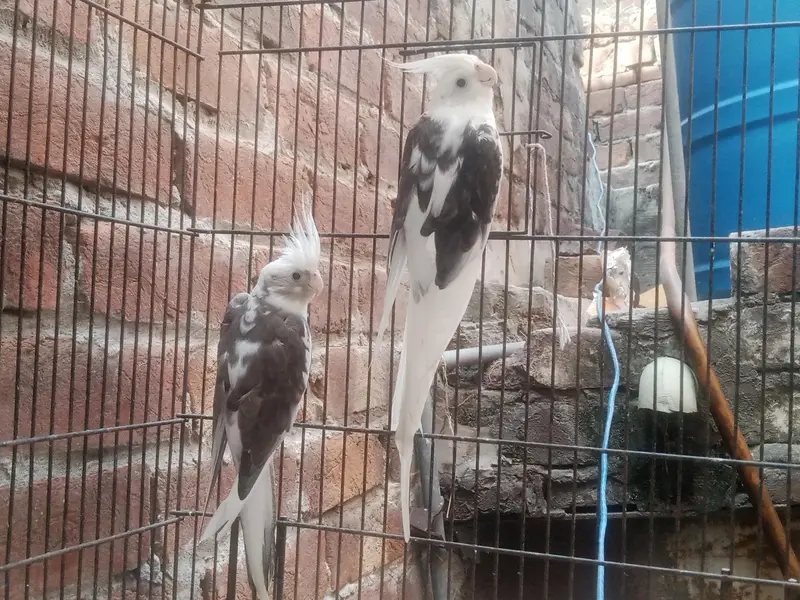 V Paid Cockatiel Healthy active pair Available — photo 6