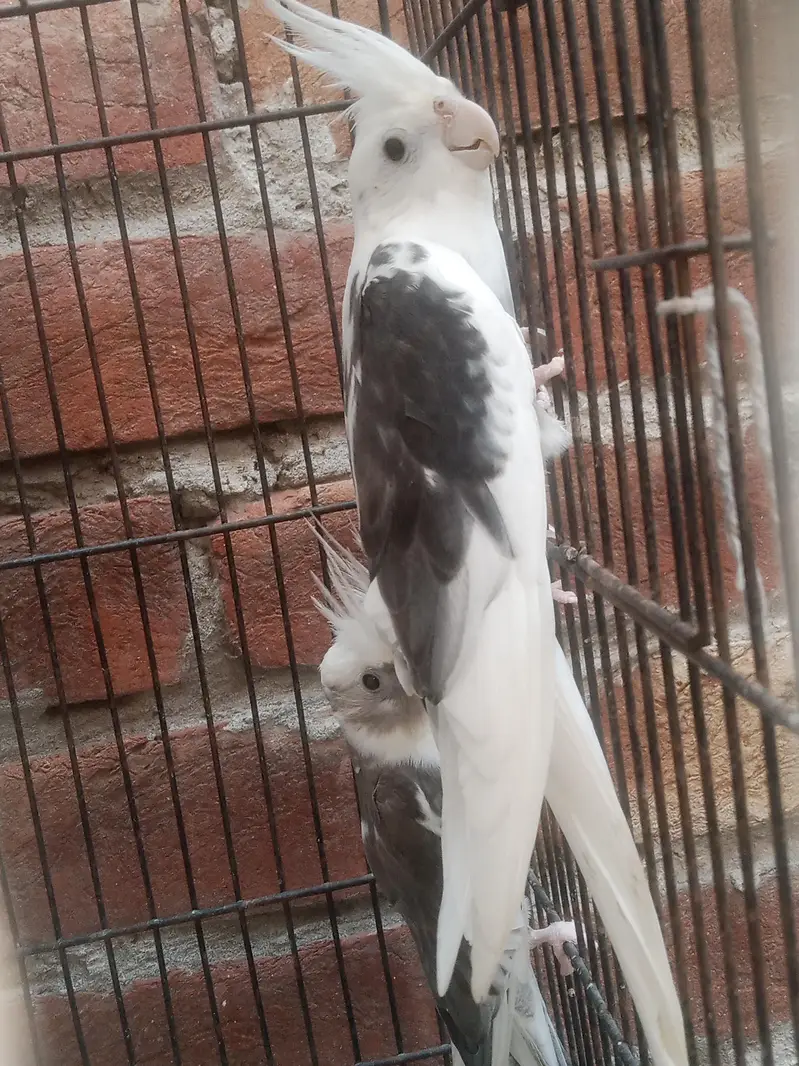 V Paid Cockatiel Healthy active pair Available — photo 7