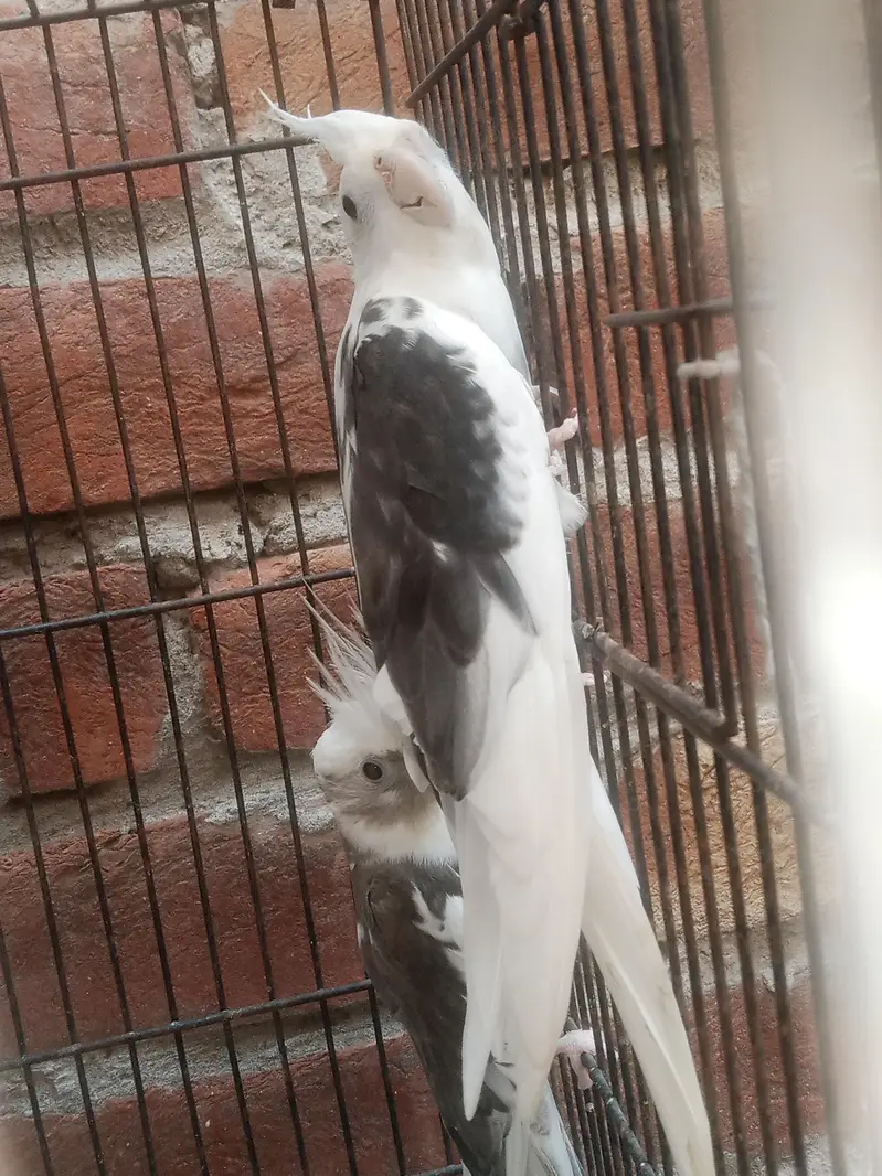 V Paid Cockatiel Healthy active pair Available — photo 8
