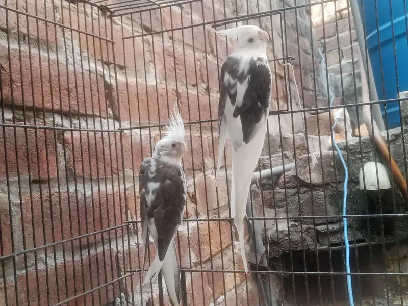 V Paid Cockatiel Healthy active pair Available — photo 9