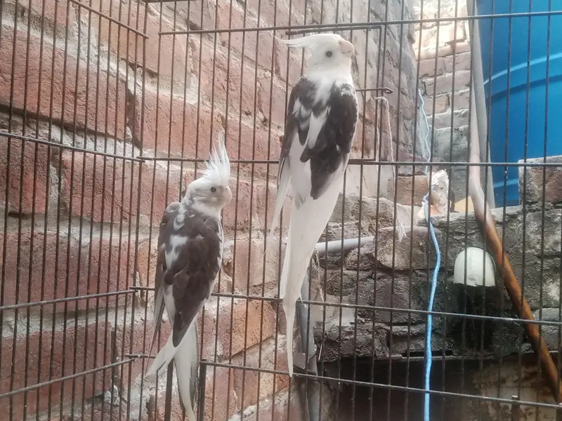 V Paid Cockatiel Healthy active pair Available — photo 10