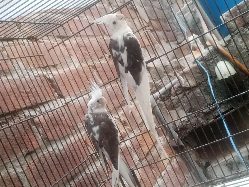 V Paid Cockatiel Healthy active pair Available — photo 11