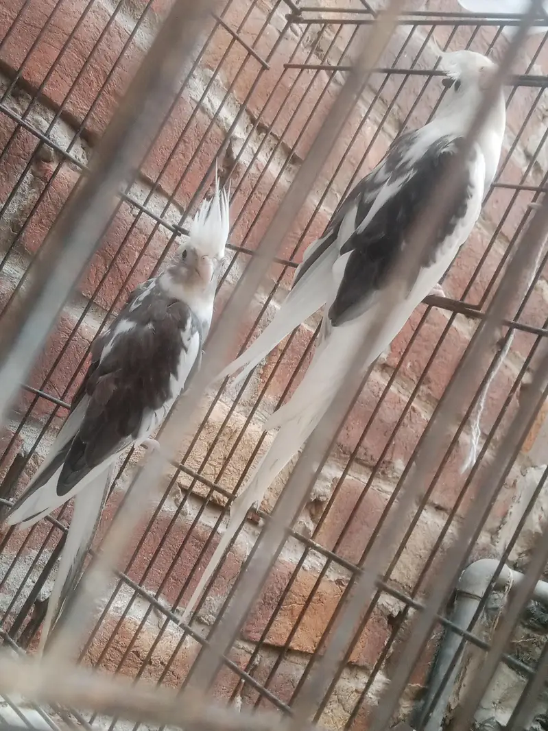 V Paid Cockatiel Healthy active pair Available — photo 12