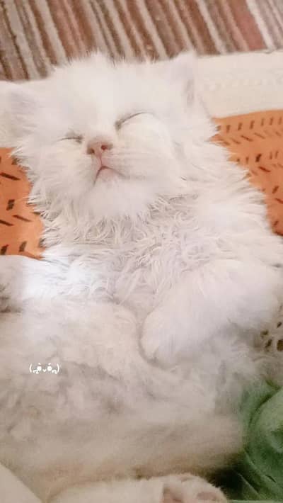 Punch face male kitten