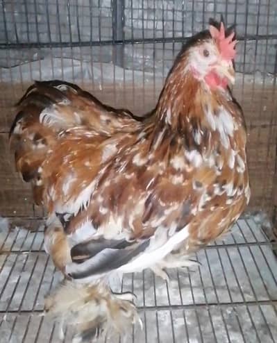 polish hen breeder or parcolin bantam male