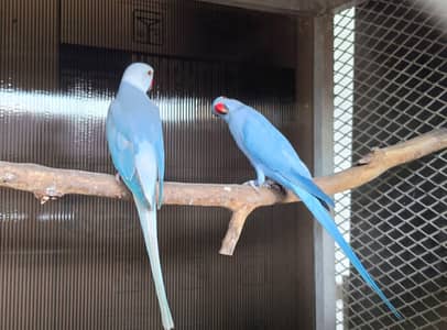 blue parrot pair
