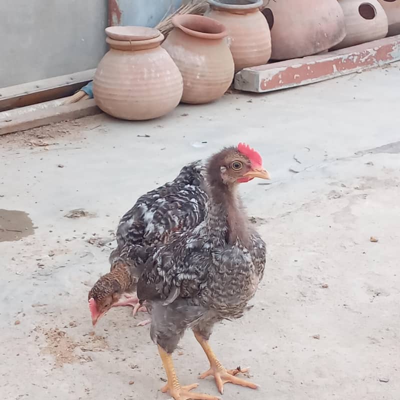 fancy choti hight bread hen 0