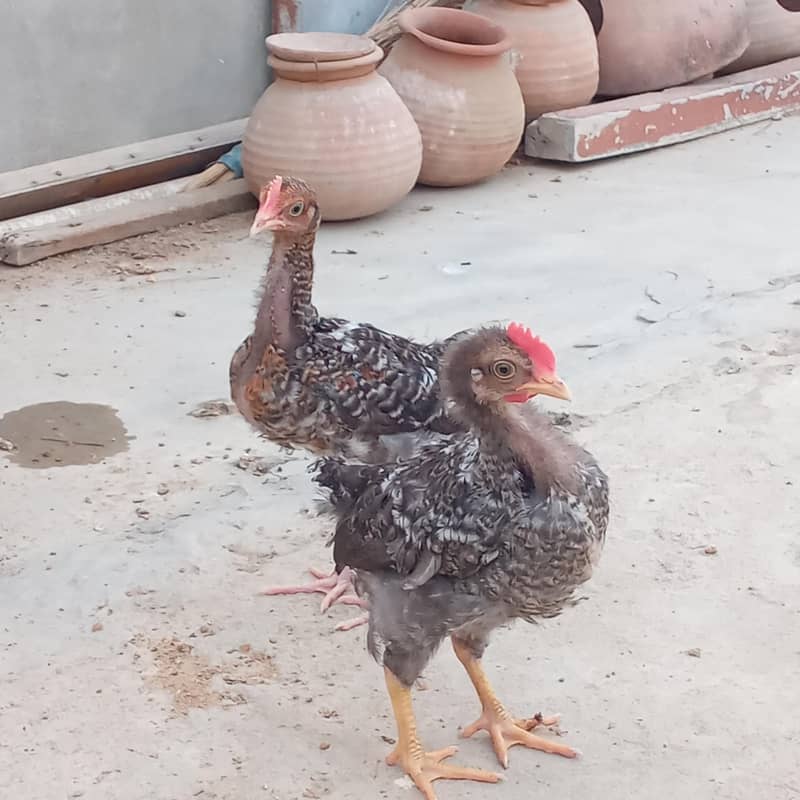 fancy choti hight bread hen 1