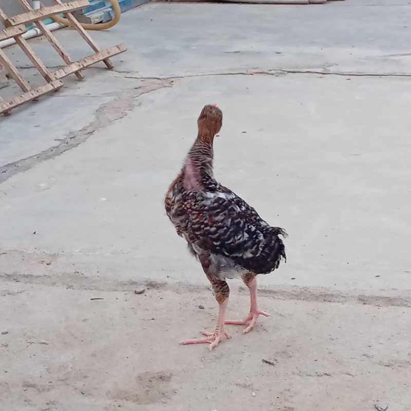 fancy choti hight bread hen 2