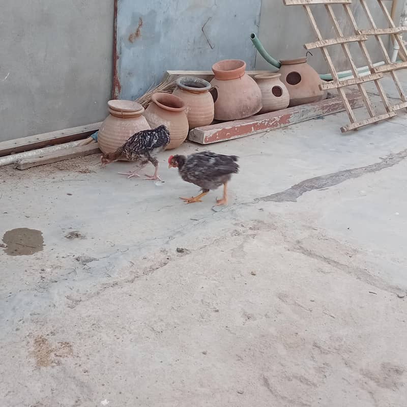 fancy choti hight bread hen 3