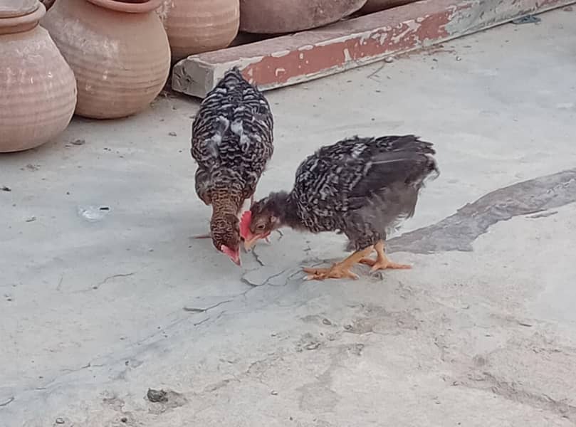 fancy choti hight bread hen 4