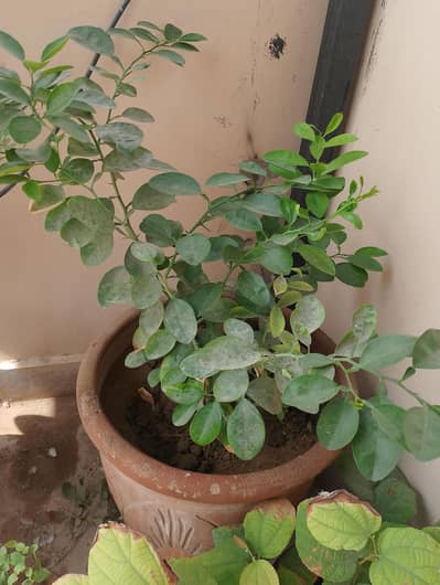 lemon plant