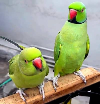Green Raw Parrot Pair For Sale