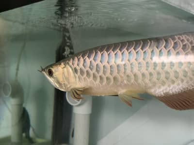 arwana