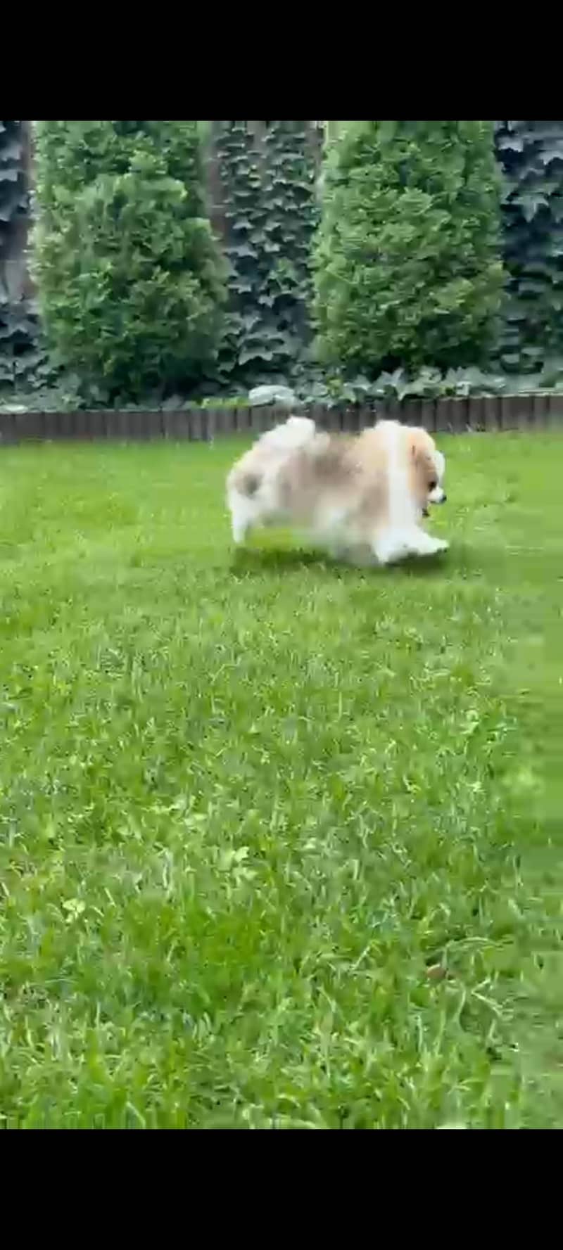 Pomeranian 1