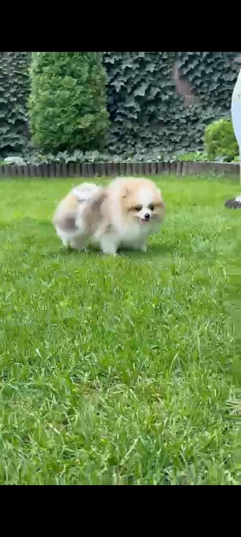 Pomeranian 2