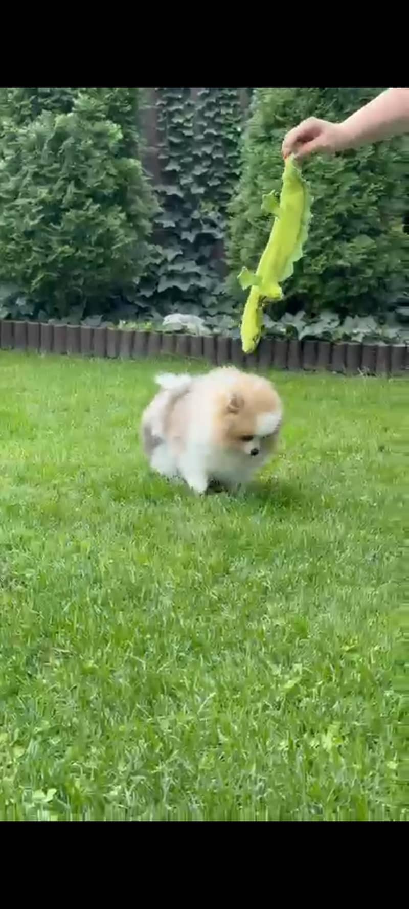 Pomeranian 3