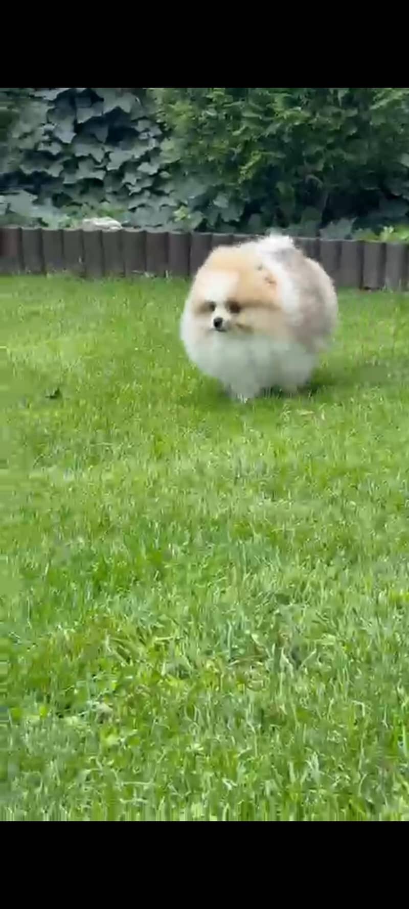 Pomeranian 4