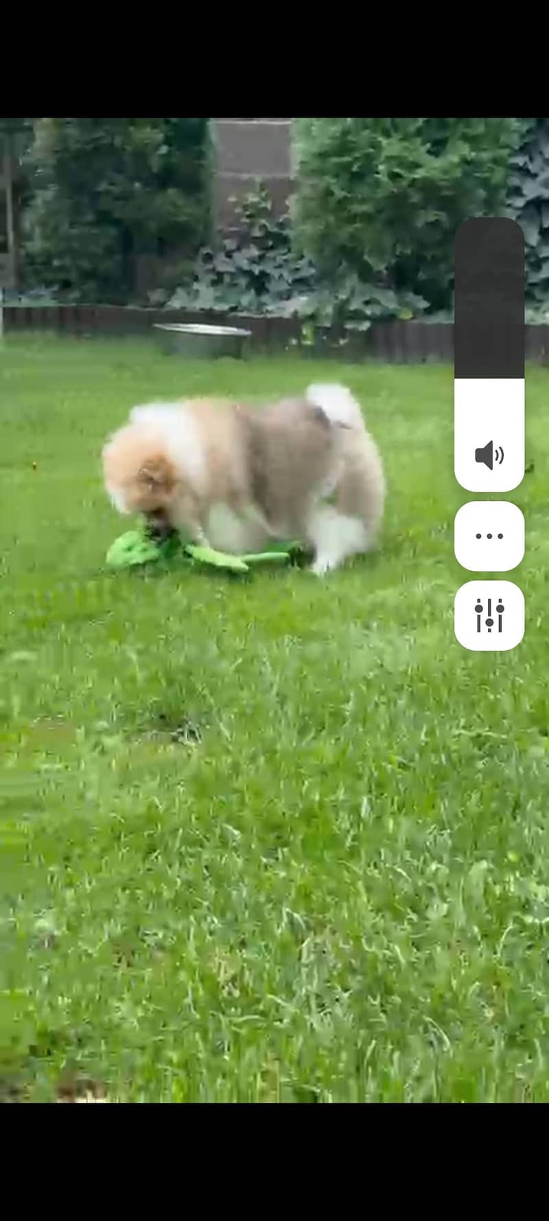 Pomeranian 5