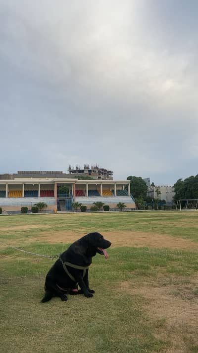 British labrador stud/mate zero charges
