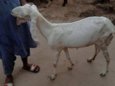 rajan pori gaban bkri