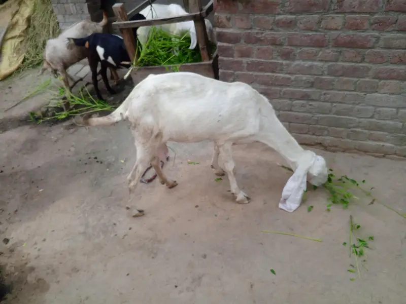 rajan pori gaban bkri — photo 2