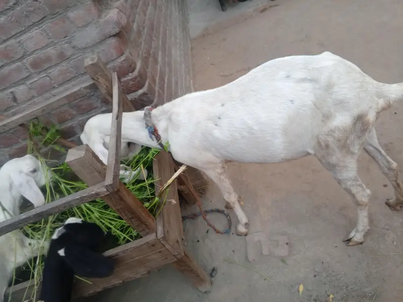 rajan pori gaban bkri — photo 3
