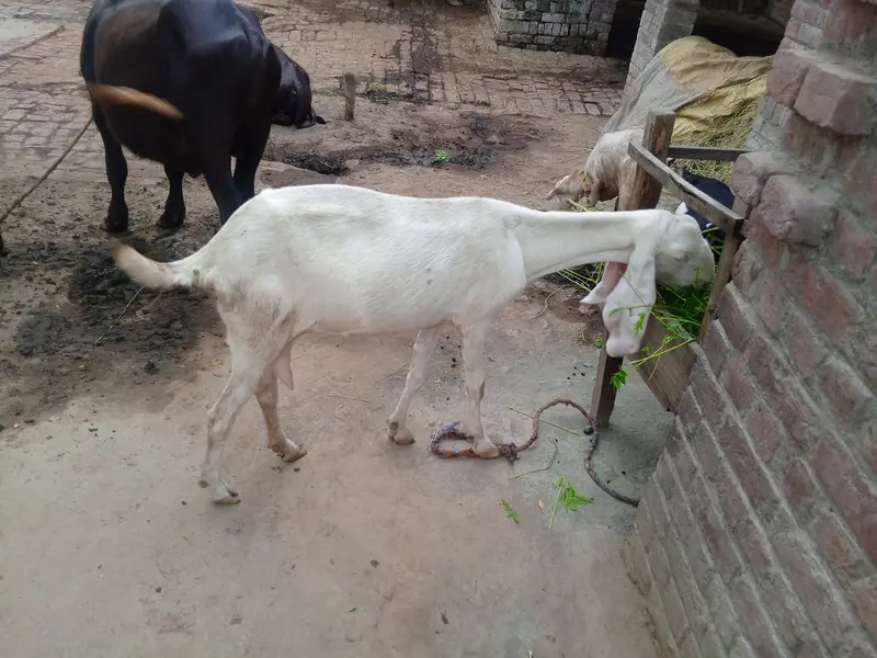 rajan pori gaban bkri — photo 4