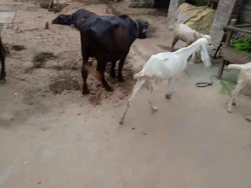 rajan pori gaban bkri — photo 5